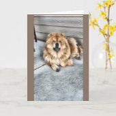 チャウチャウカード カード (黄色い花)