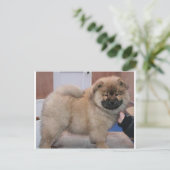 チャウチャウpup.png ポストカード (スタンド正面)