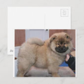 チャウチャウpup.png ポストカード (正面/裏面)
