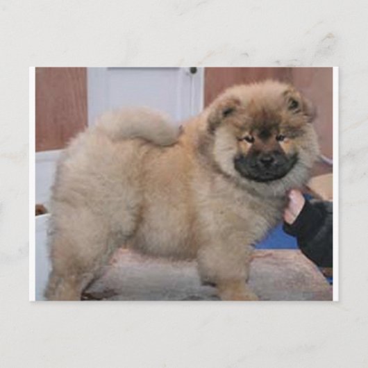 チャウチャウpup.png ポストカード (正面)