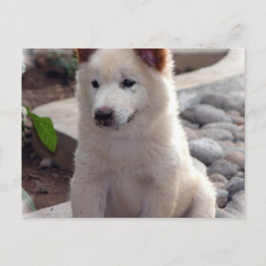 チャウパピースポストカード ポストカード (正面)