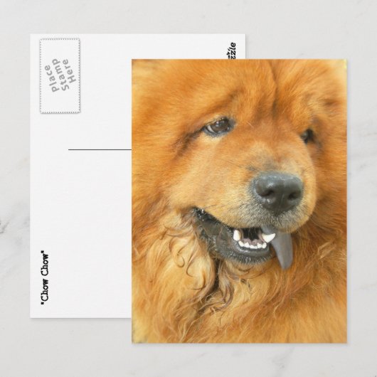 チャウ ポストカード (正面/裏面)