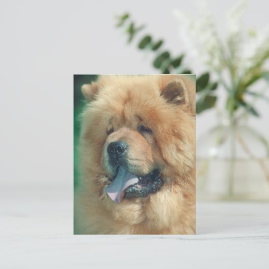 チャウ ポストカード (スタンド正面)