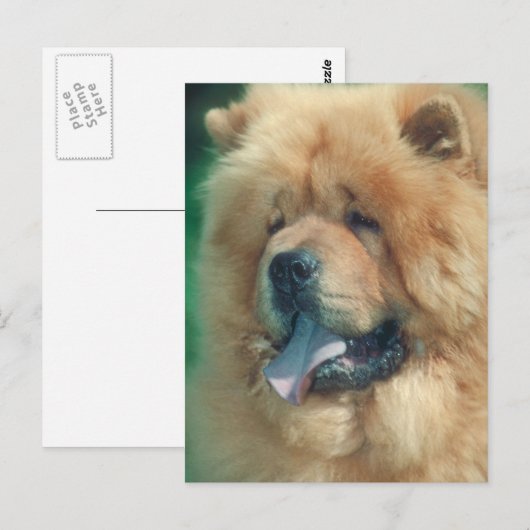 チャウ ポストカード (正面/裏面)