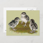 チャカルパトリッジチックス ポストカード (正面/裏面)