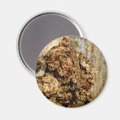 チャガマッシュルーム磁石 マグネット (正面/裏面)