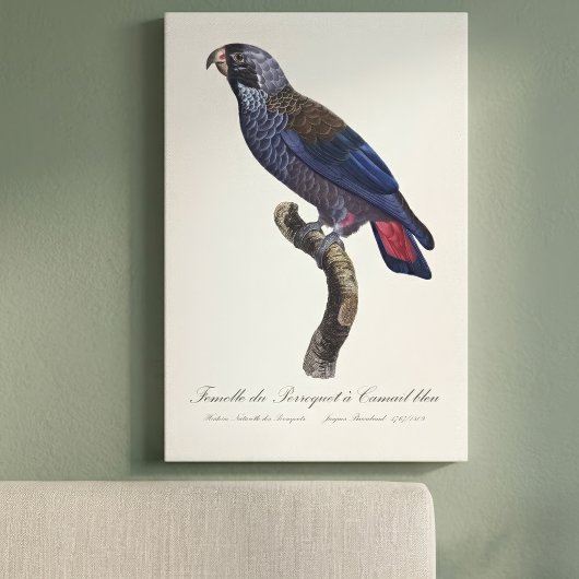 チャコウインコ (Pionus fuscus) キャンバスプリント
