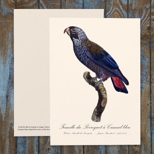 チャコウインコ (Pionus fuscus) サンキューカード