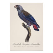 チャコウインコ (Pionus fuscus) フォトプリント (正面)