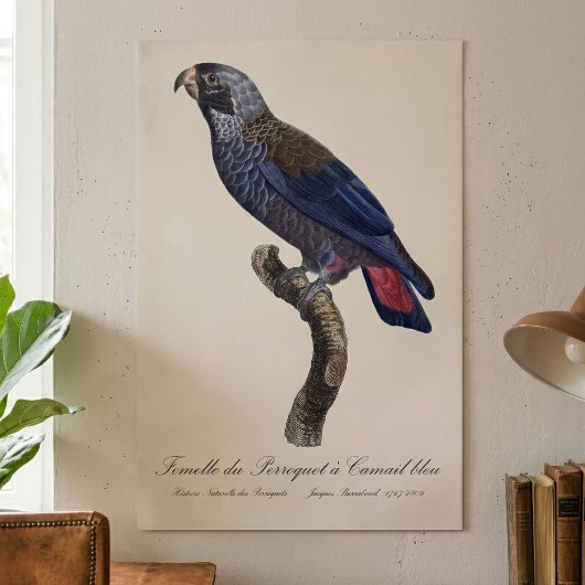チャコウインコ (Pionus fuscus) ポスター