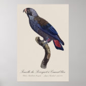 チャコウインコ (Pionus fuscus) ポスター (正面)