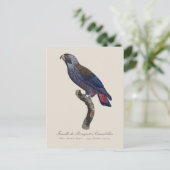 チャコウインコ (Pionus fuscus) ポストカード (スタンド正面)