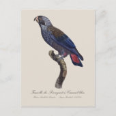 チャコウインコ (Pionus fuscus) ポストカード (正面)