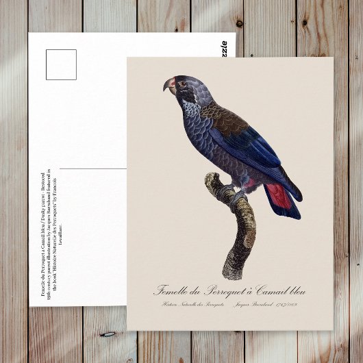 チャコウインコ (Pionus fuscus) ポストカード