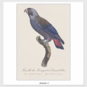 チャコウヨウム (Pionus fuscus) シール (シート)