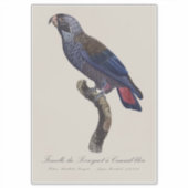チャコウヨウム (Pionus fuscus) シール (正面)