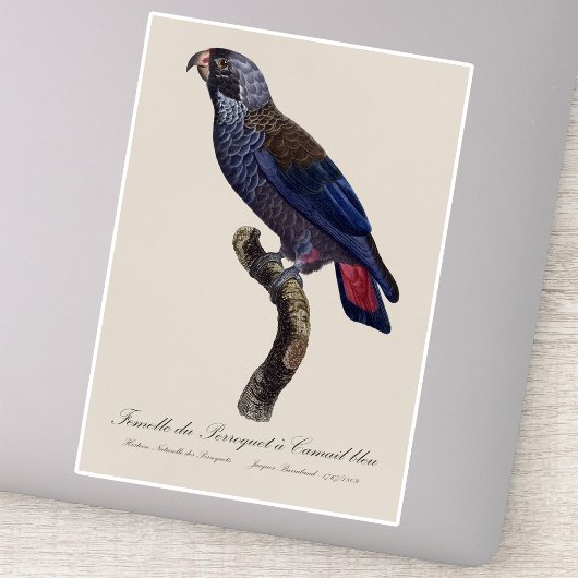 チャコウヨウム (Pionus fuscus) シール