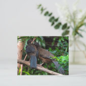 チャコチャカラカス ポストカード (スタンド正面)