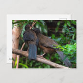 チャコチャカラカス ポストカード (正面/裏面)