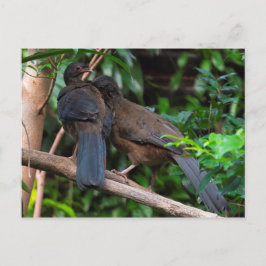 チャコチャカラカス ポストカード