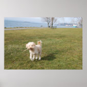 チャズ1 ポスター (正面)