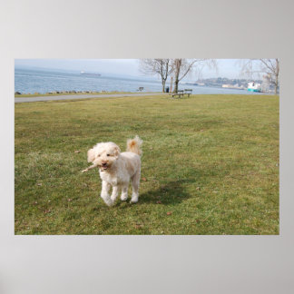 チャズ1 ポスター