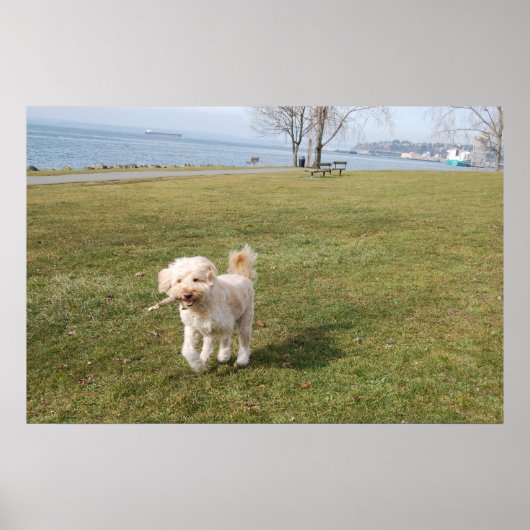 チャズ1 ポスター (正面)