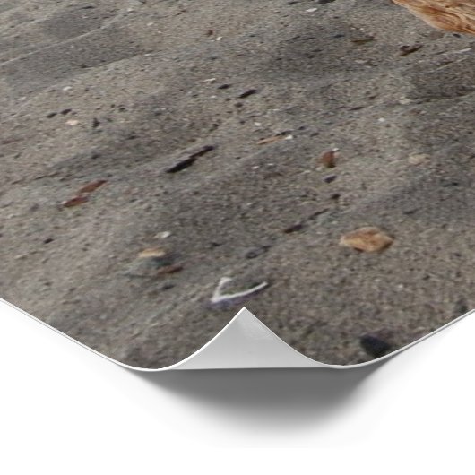 チャズ4 ポスター (角)