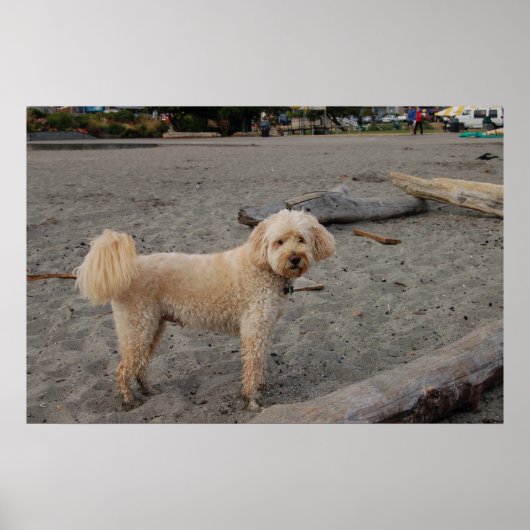 チャズ4 ポスター (正面)