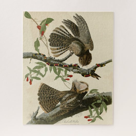 チャックウィルの未亡人 – Audubon's Birds of America ジグソーパズル (縦)