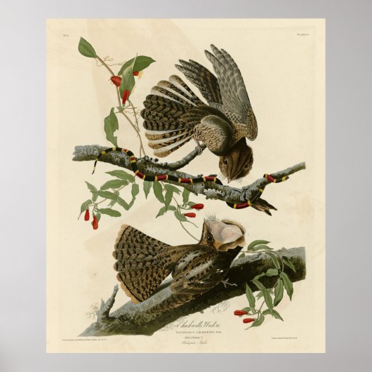 チャックウィルの未亡人 – Audubon's Birds of America ポスター (正面)