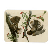 チャックウィルの未亡人 – Audubon's Birds of America マグネット (横)