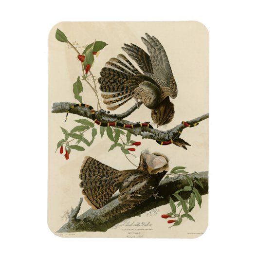 チャックウィルの未亡人 – Audubon's Birds of America マグネット (縦)