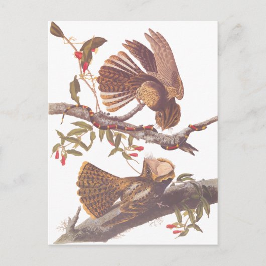 チャックウィル未亡人のナイトジャール葉書 ポストカード (正面)