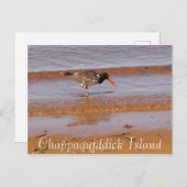 チャッパキディック島はがきにレアバード ポストカード (正面/裏面)