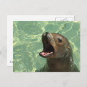 チャティ海ライオン葉書 ポストカード (正面/裏面)