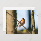 チャフィンオンブランチ ポストカード (正面/裏面)