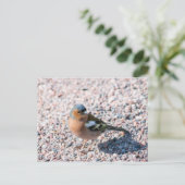 チャフインチ ポストカード (スタンド正面)