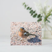 チャフインチ ポストカード (スタンド正面)