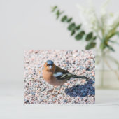 チャフインチ ポストカード (スタンド正面)