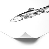 チャブフィッシュスケッチ フォトプリント            (角)