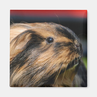 チャブル磁石 マグネット