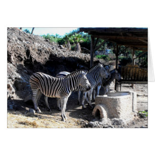 チャプマンズシマウマ