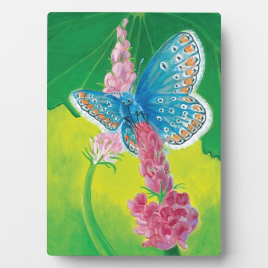 チャプマンブルーバタフライ(Polyommatus thersites) フォトプラーク (正面)