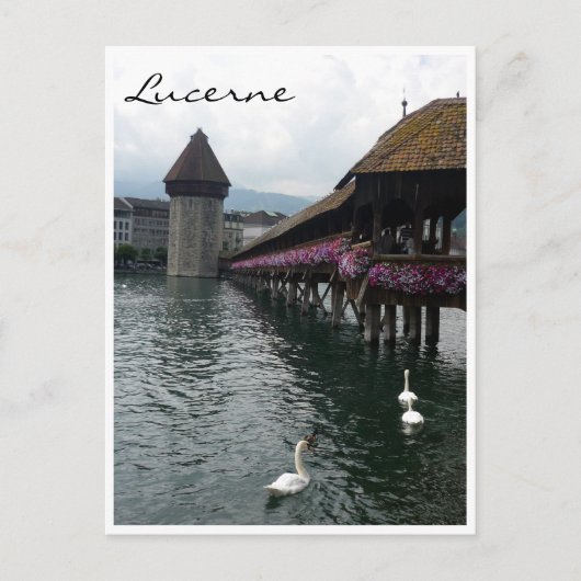 チャペル橋の白鳥 ポストカード (正面)
