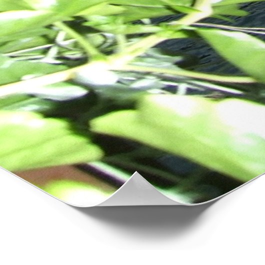 チャペル橋 ポスター (角)