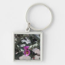 チャラサボテン開花