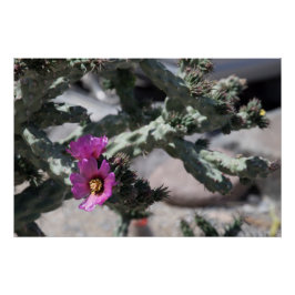 チャラサボテン開花 ポスター