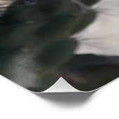 チャラサボテン開花 ポスター (コーナー)