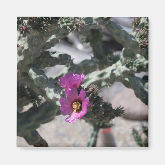 チャラサボテン開花 マグネット (正面)